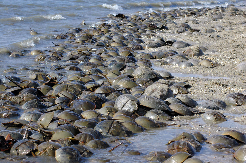 horseshoe_crab_1