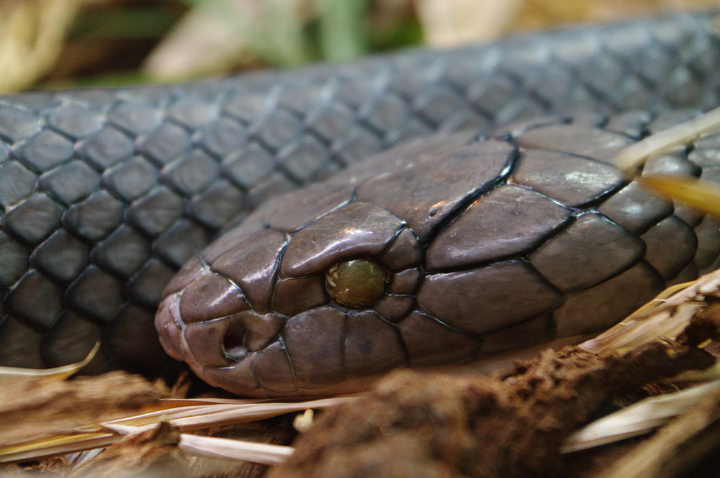 king_cobra_1