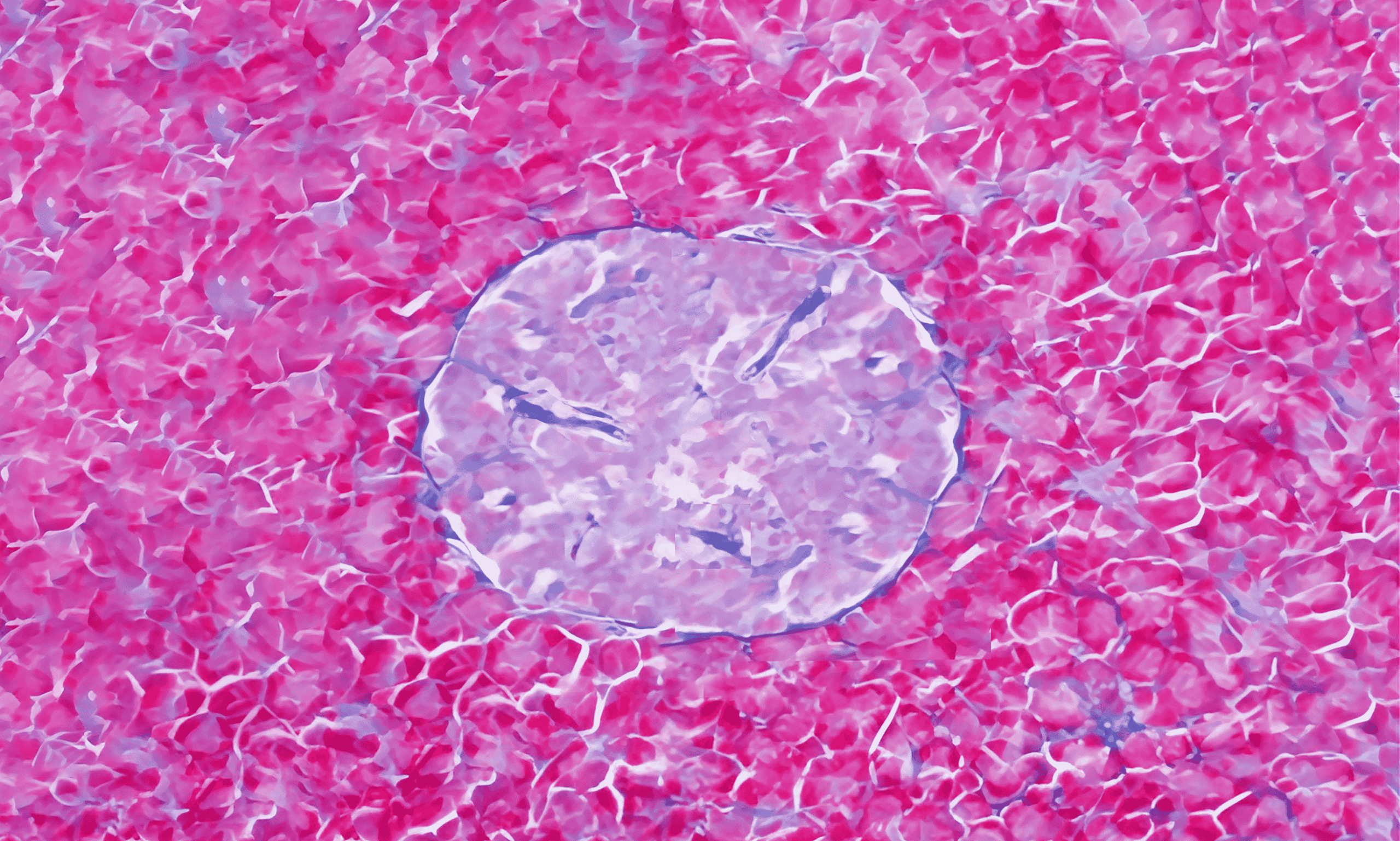 Pancreatic Beta Cell